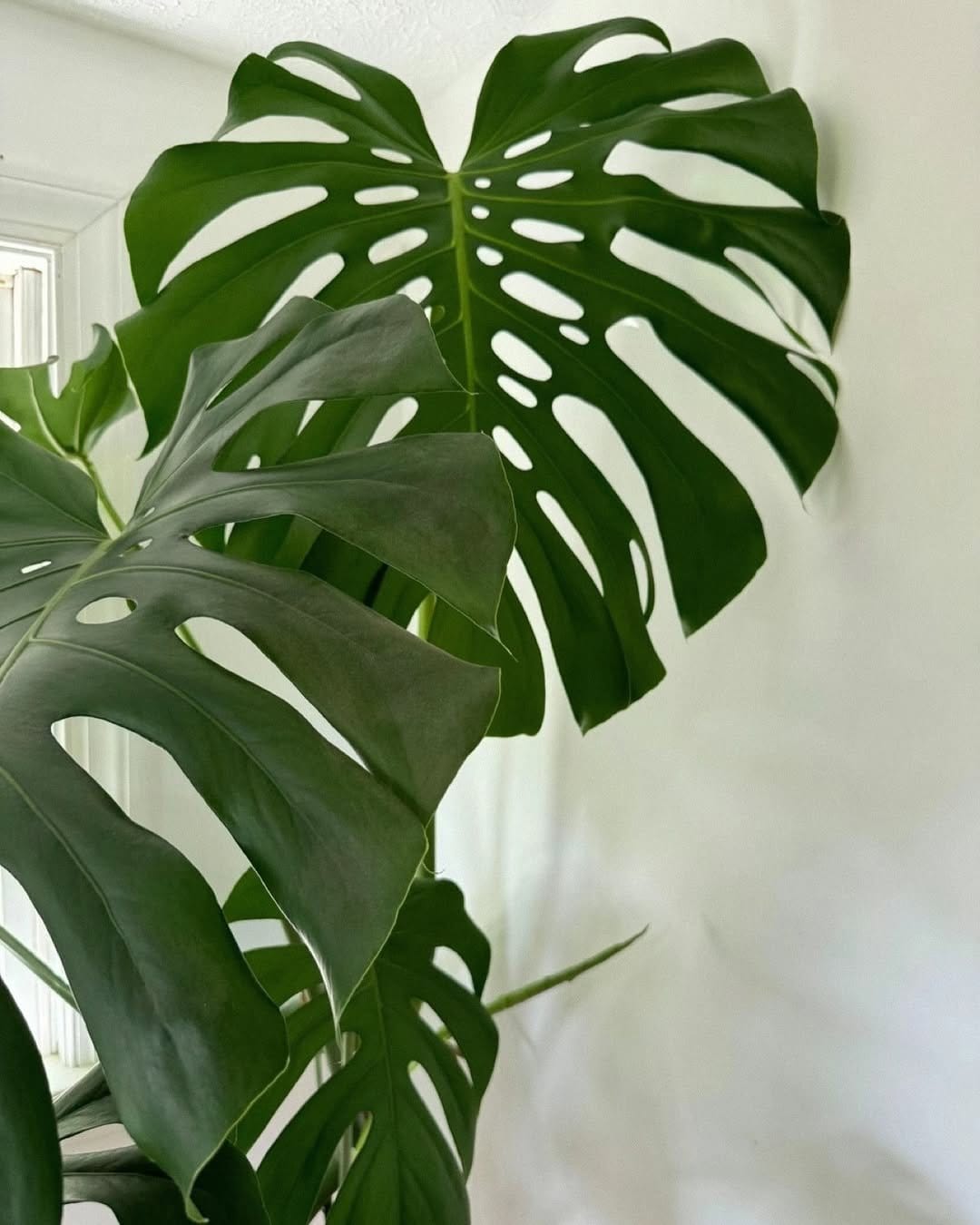 Vibrant monstera in sunlit corner