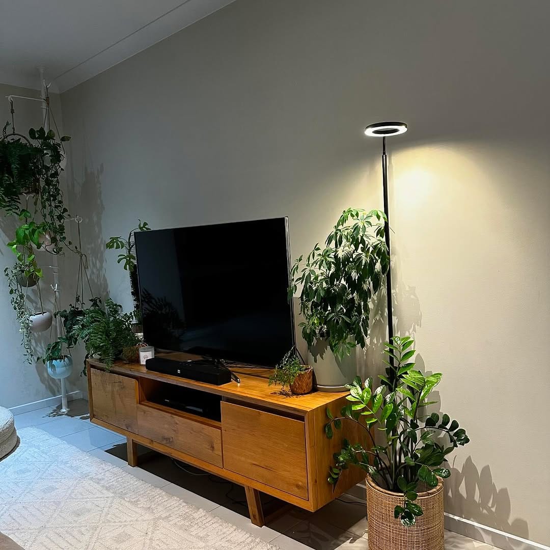 calathea with patterned leaves