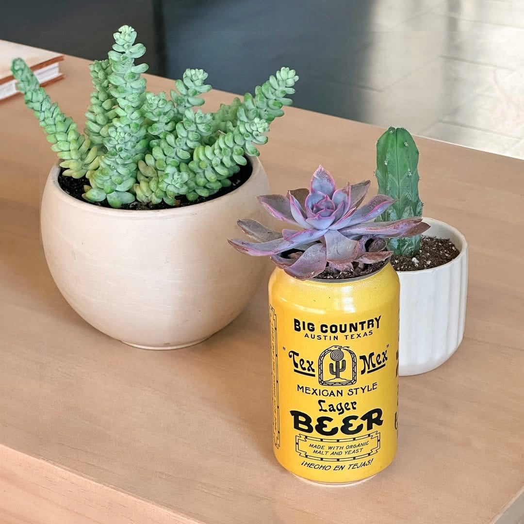 beer can next to plant pot