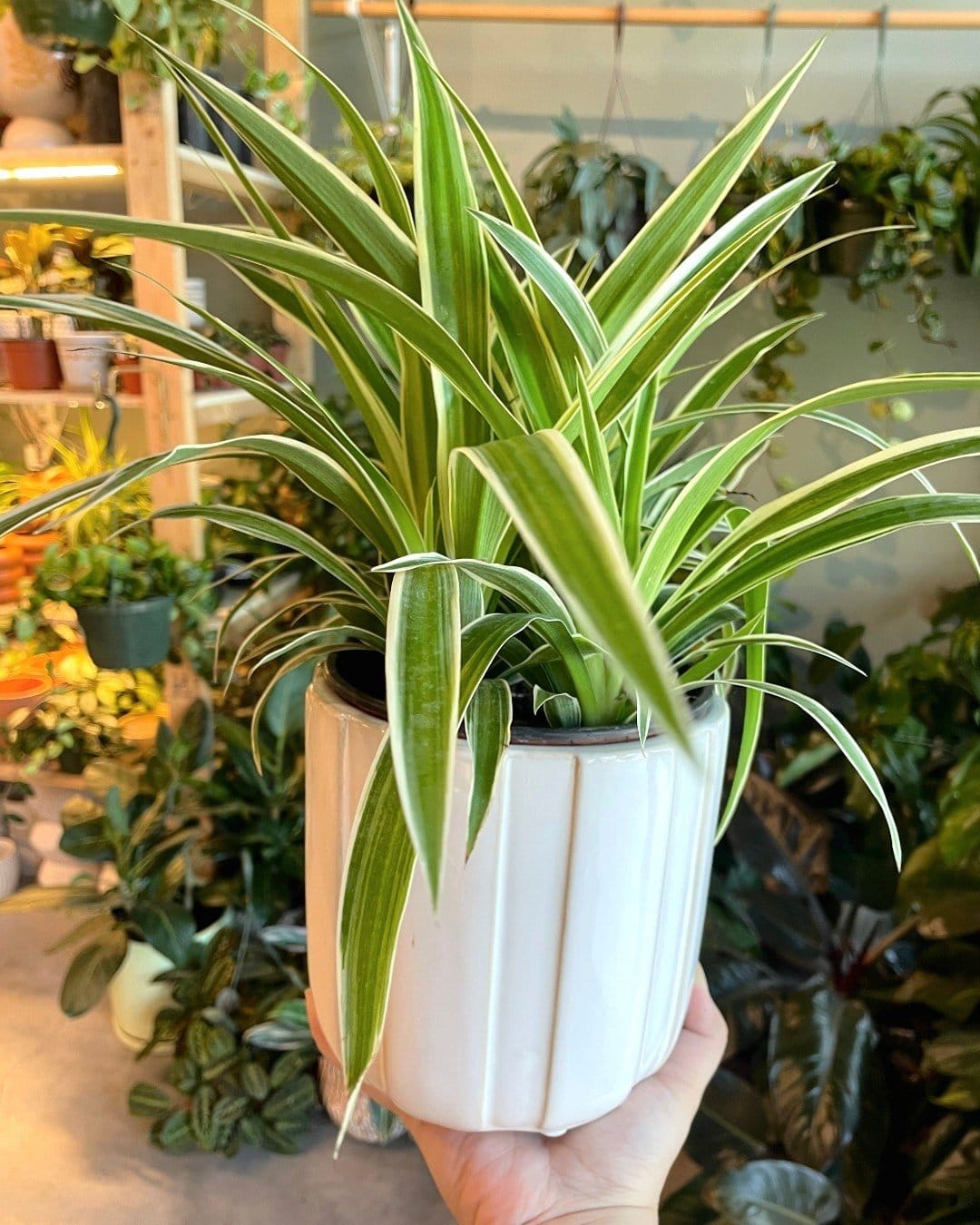 Dynamic spider plants on industrial pipe shelves