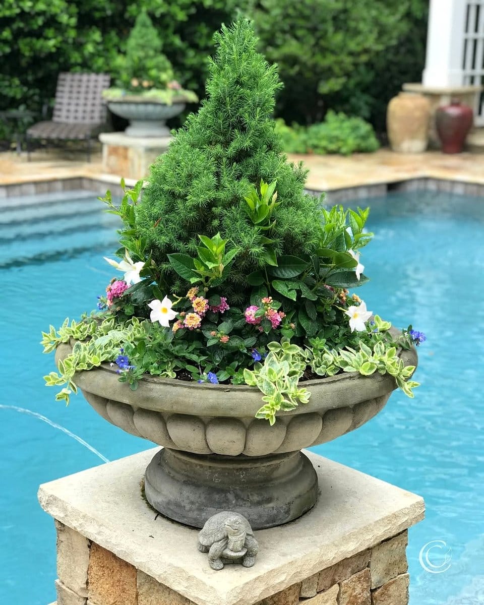 lantana flowers with mixed colors