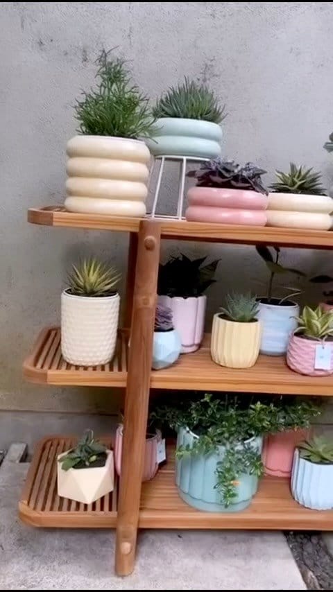 various cacti on wooden shelf