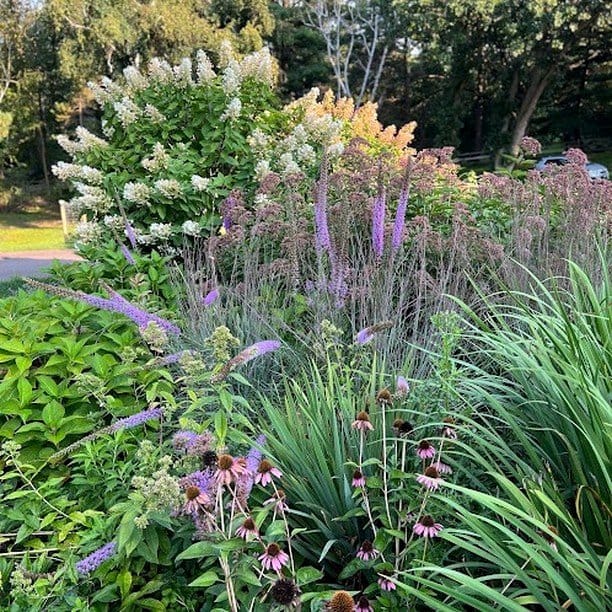 dense shrubs for pollinator shelter