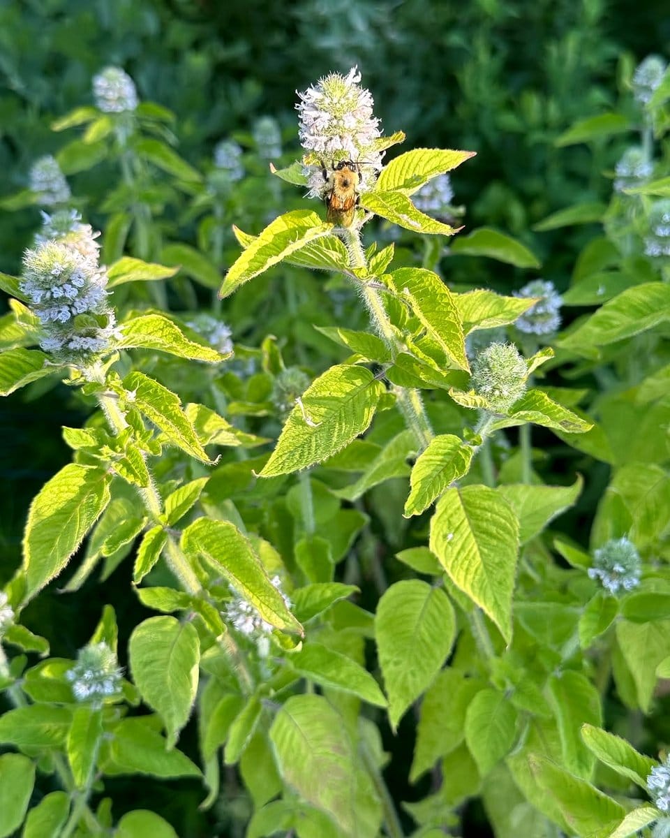 mint leaves with tiny flowers