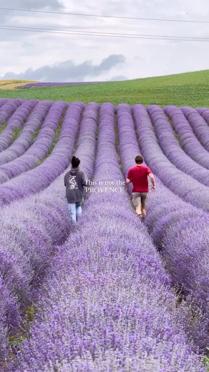 blooming lavender field