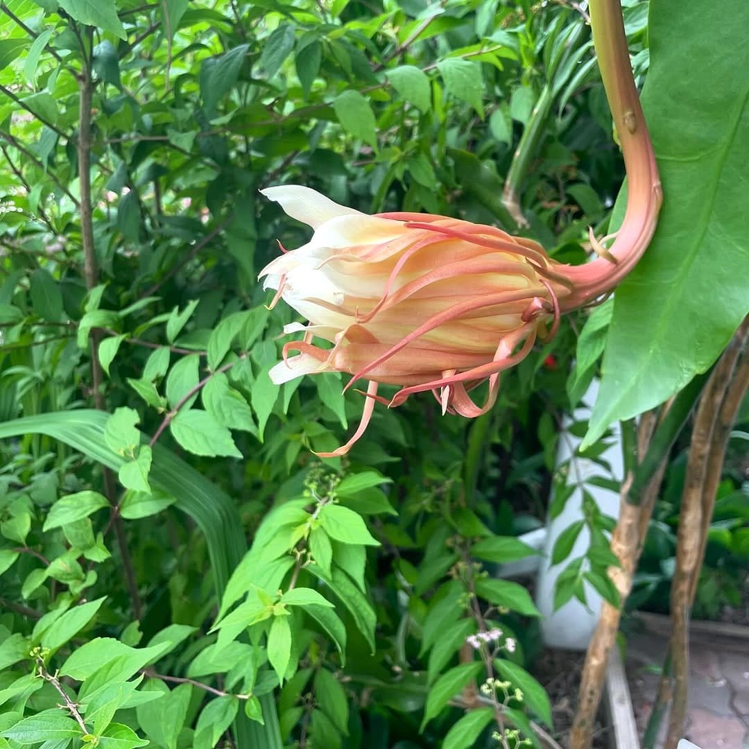 night-blooming flowers in garden