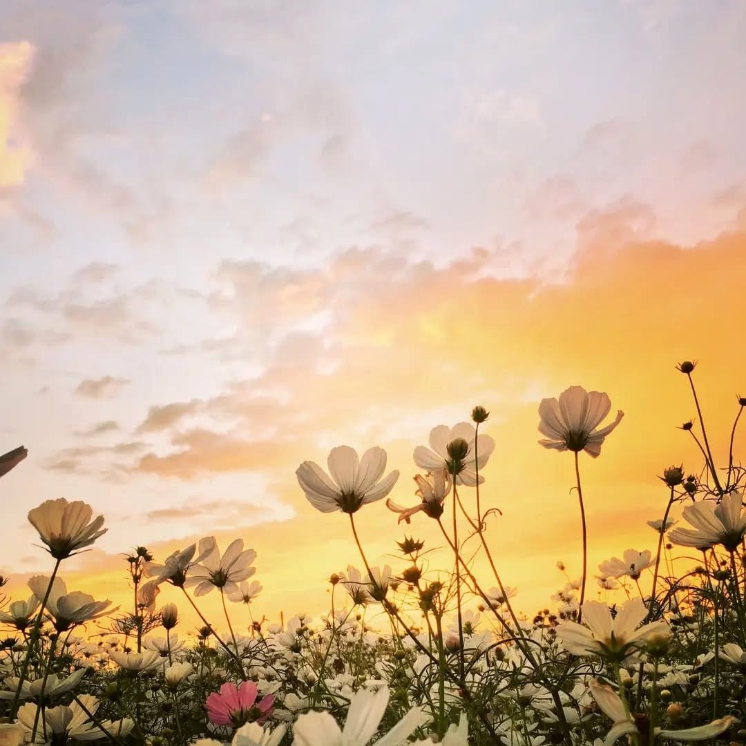 plants bathed in sunset light