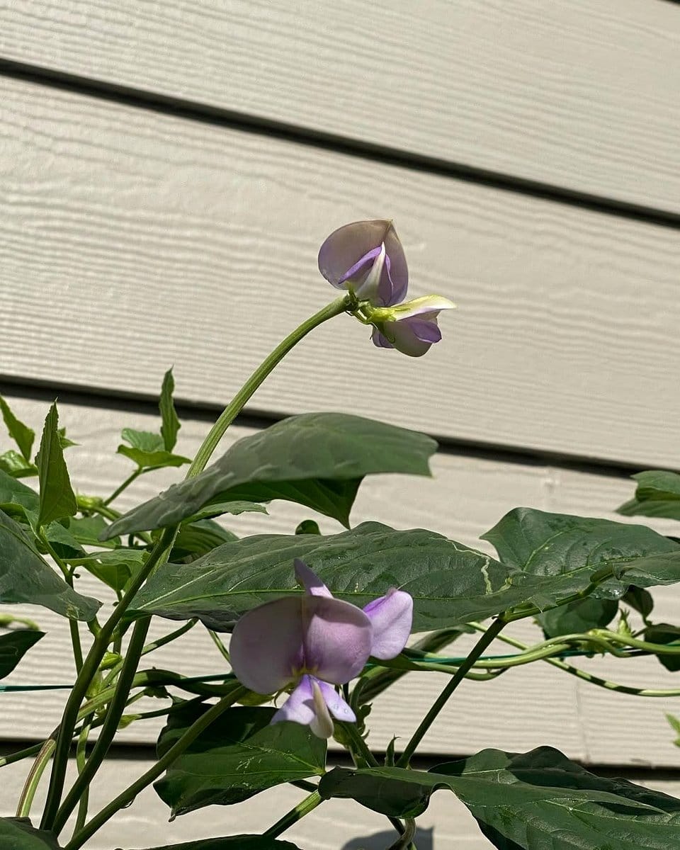 long green yardlong beans hanging