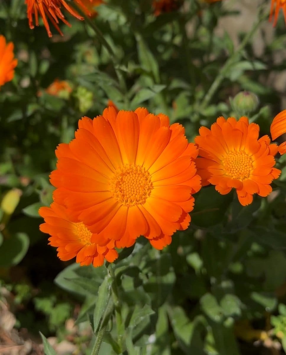bright yellow calendula in vegetable garden