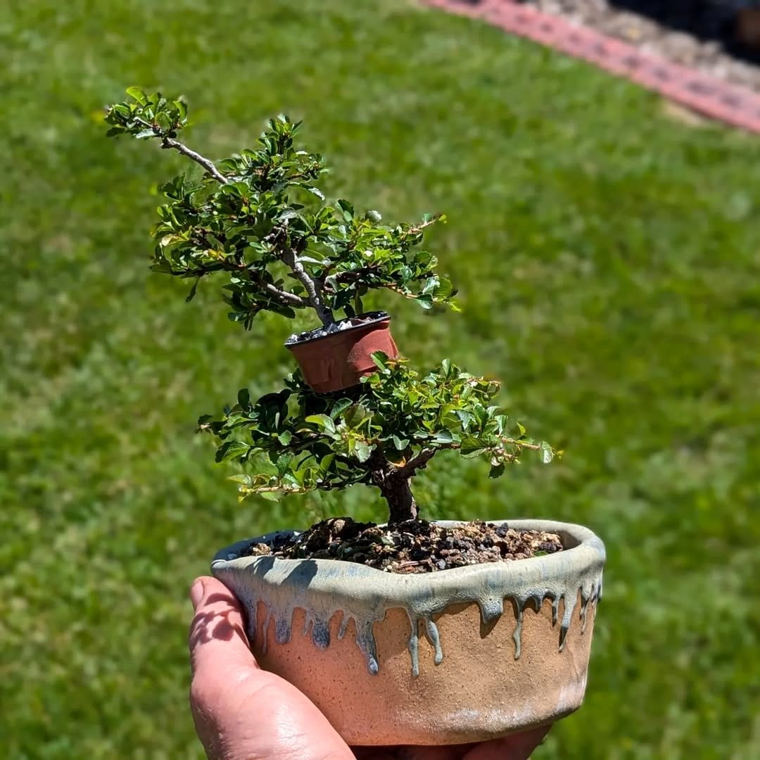 bonsai fertilizer packets