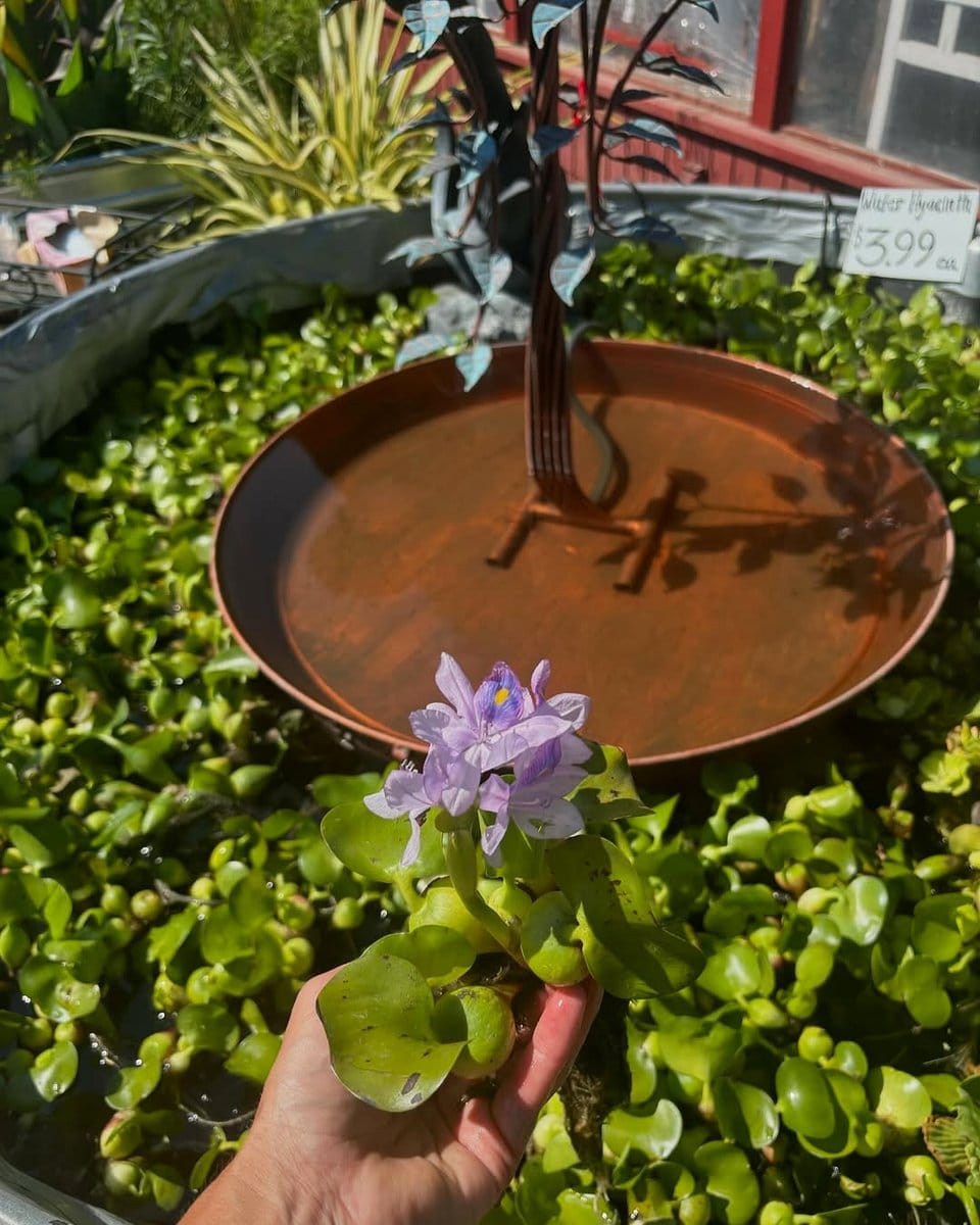 floating plant basket in a pond