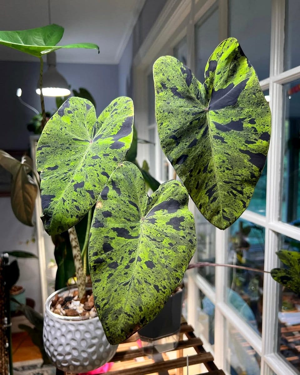 plant stem pinned to soil
