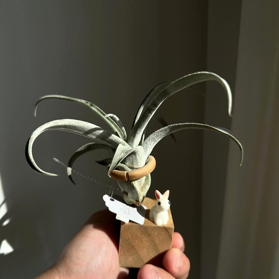 Saxophone sculpture with air plants