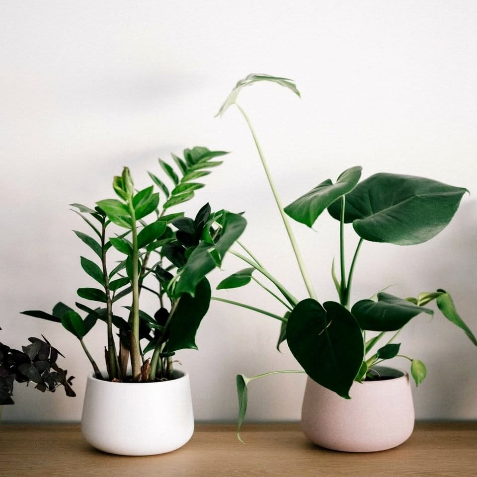 Serene meditation corner with citrus plants