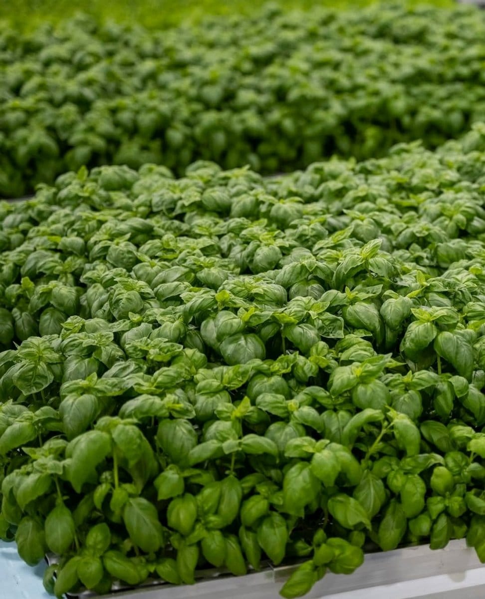 basil plant on windowsill