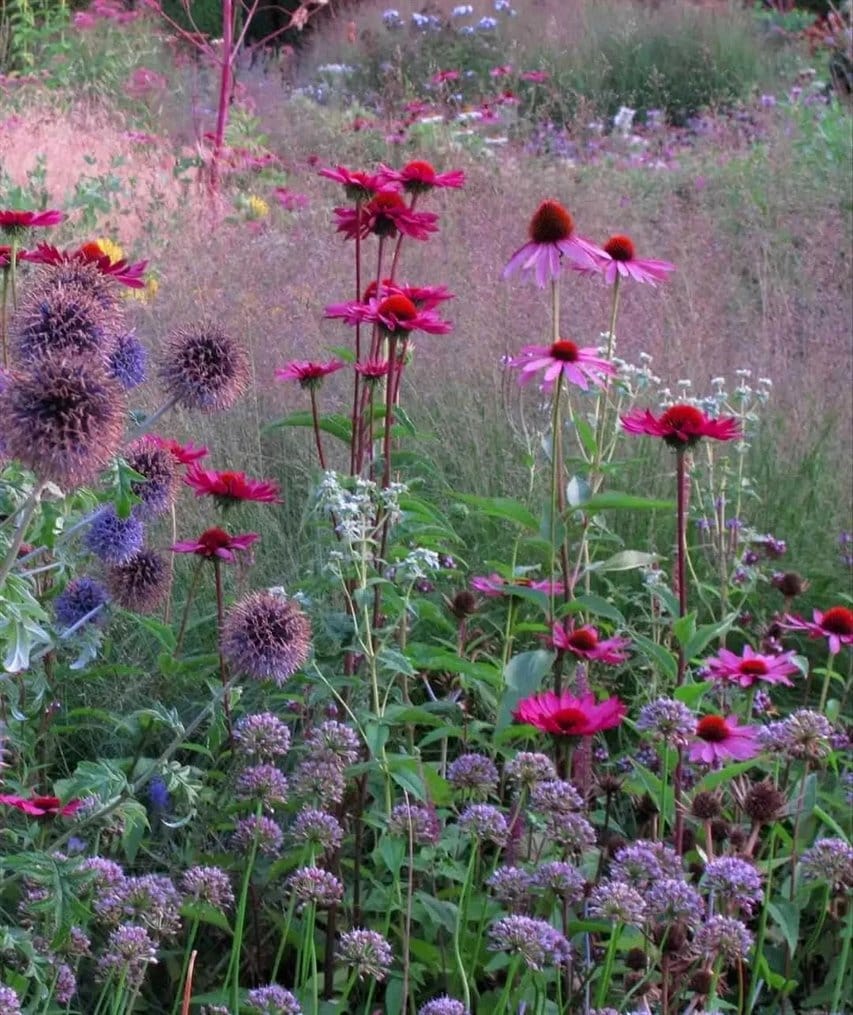 echinacea flowers in garden