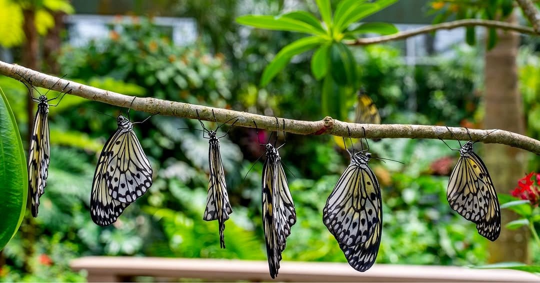 butterfly-friendly plants hanging