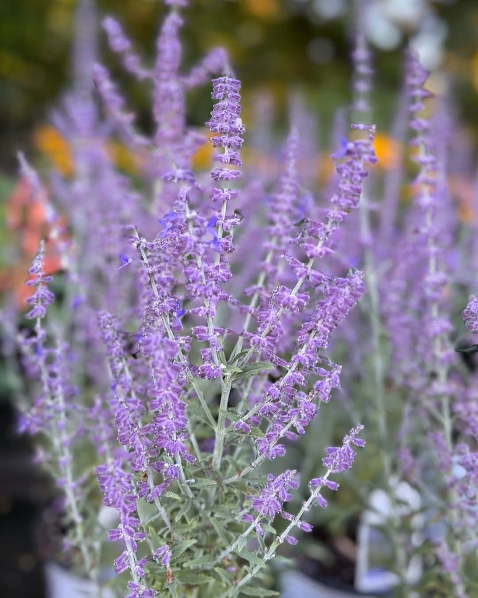 russian sage with purple blooms