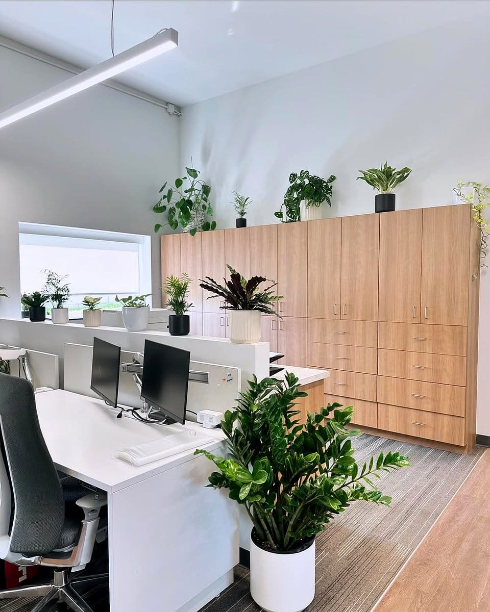 zz plant on office shelf