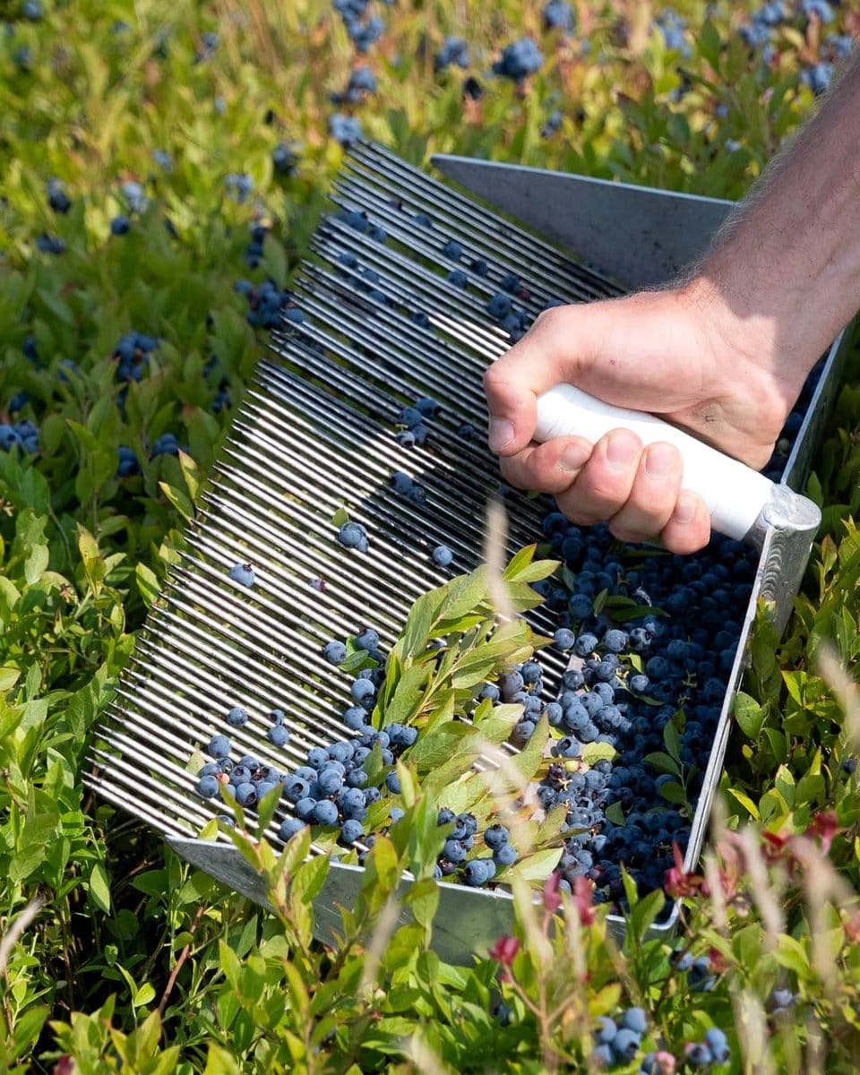 hands pruning blueberry plant
