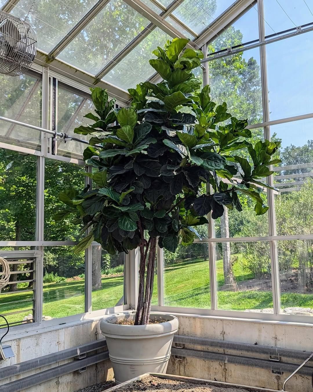 Lush fiddle leaf fig in wooden stand