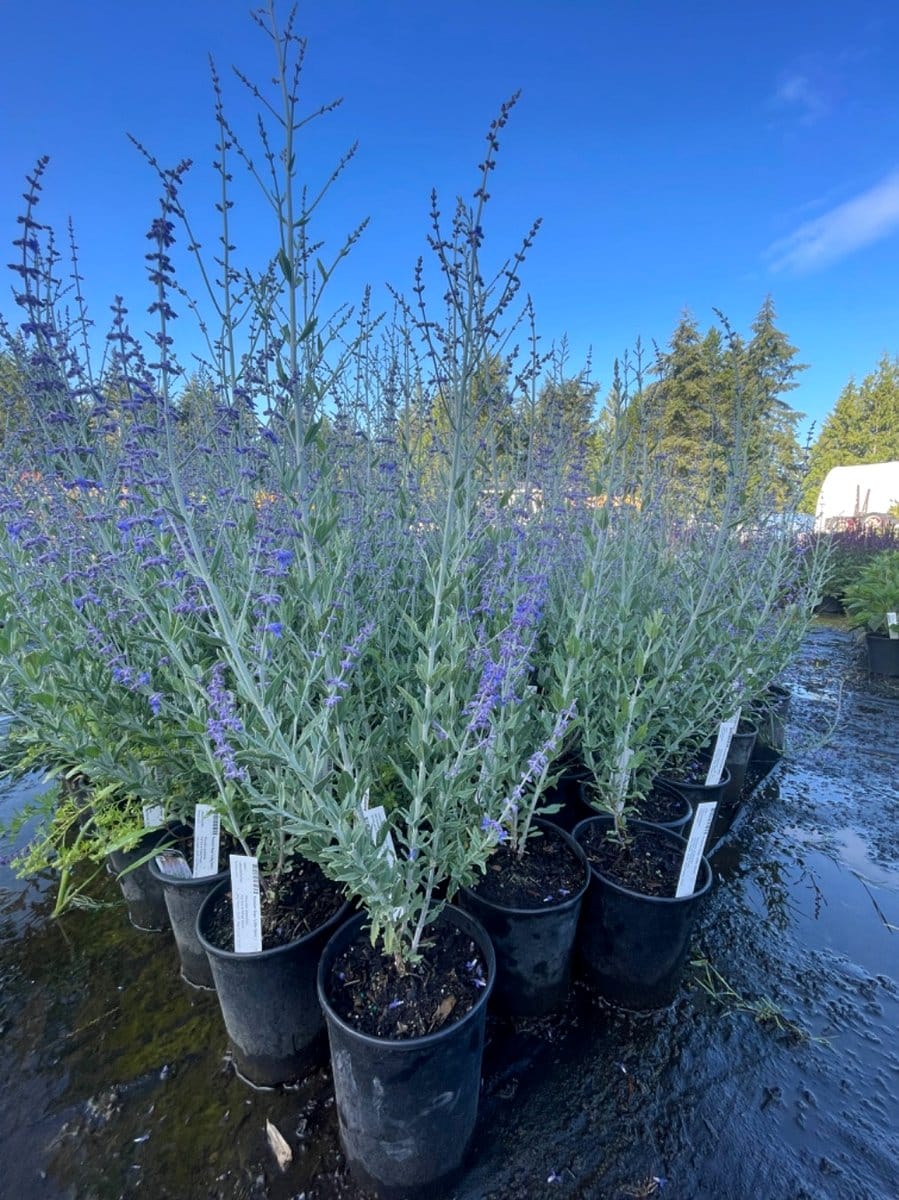Russian sage with lavender spikes