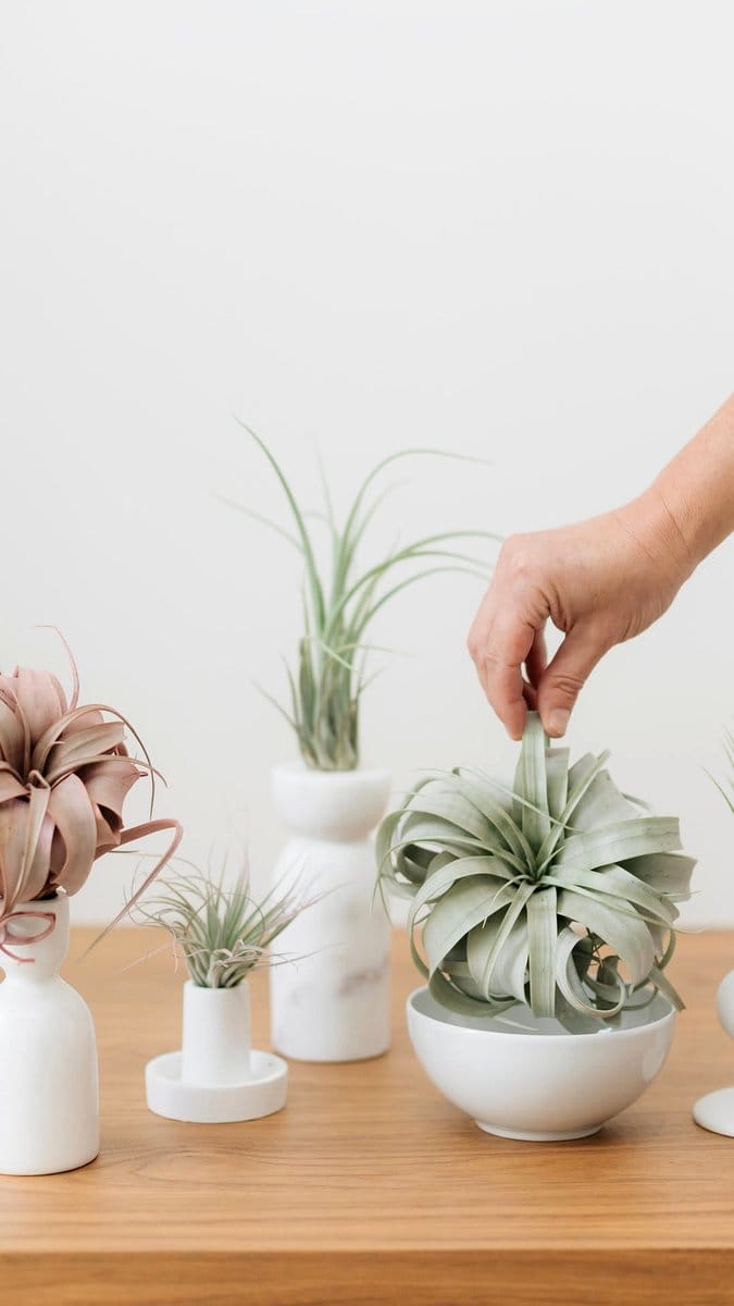 hanging glass globes with air plants