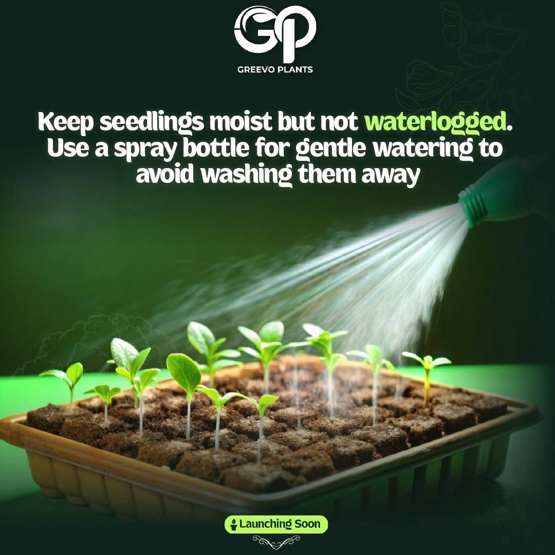 misting bottle next to seedlings