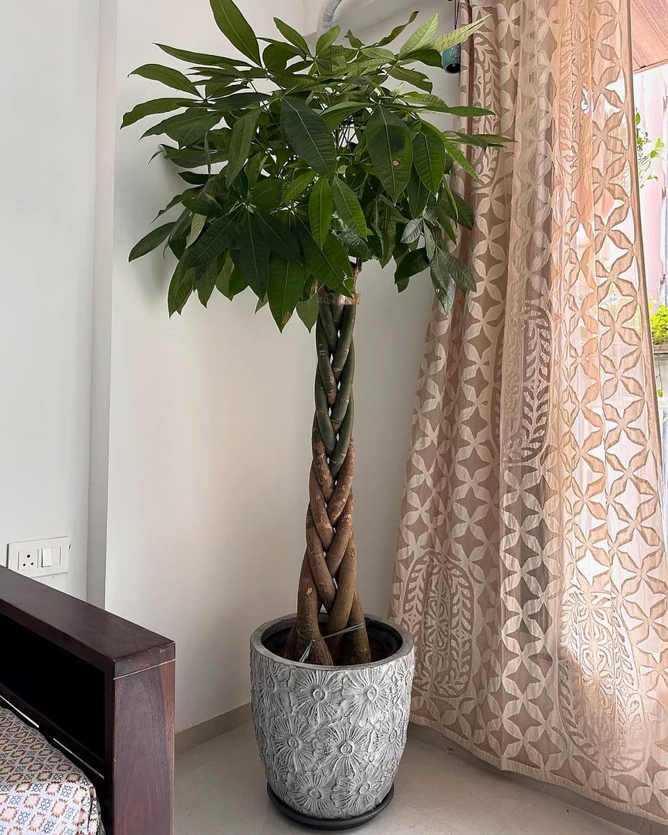 umbrella plant with layered leaves
