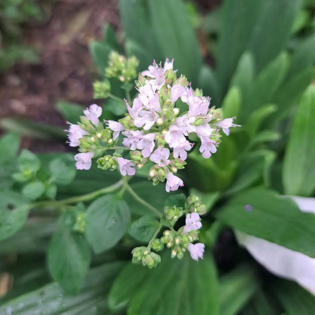 oregano plant flowering