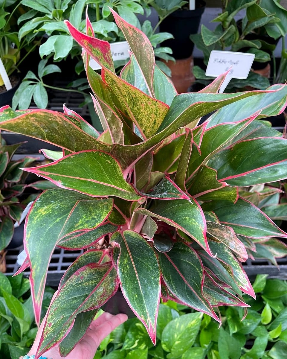 chinese evergreen in hallway