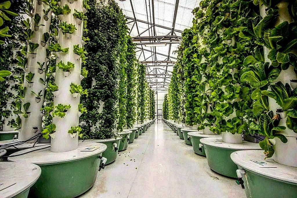 Indoor vertical garden with lights