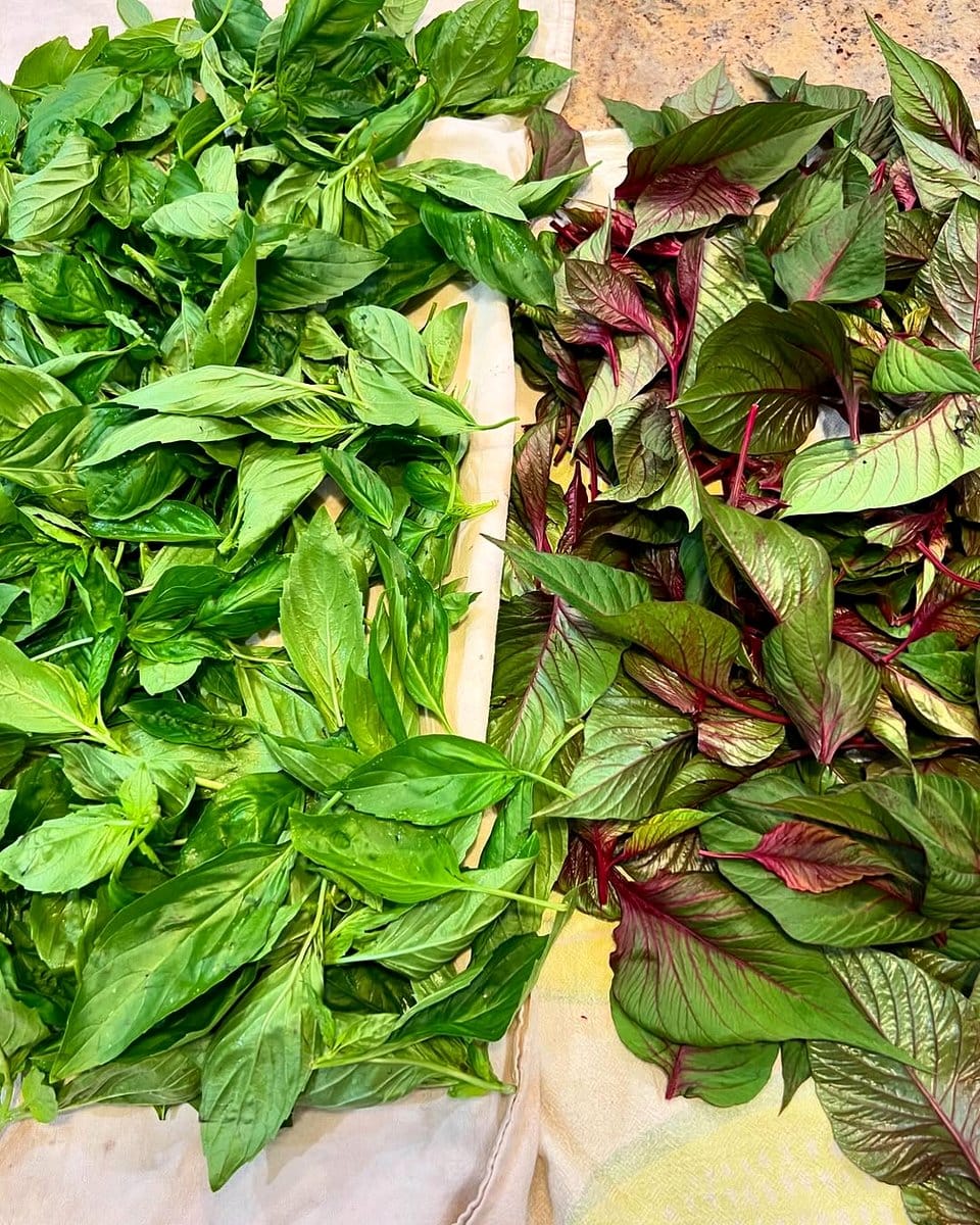 fresh basil leaves on plant
