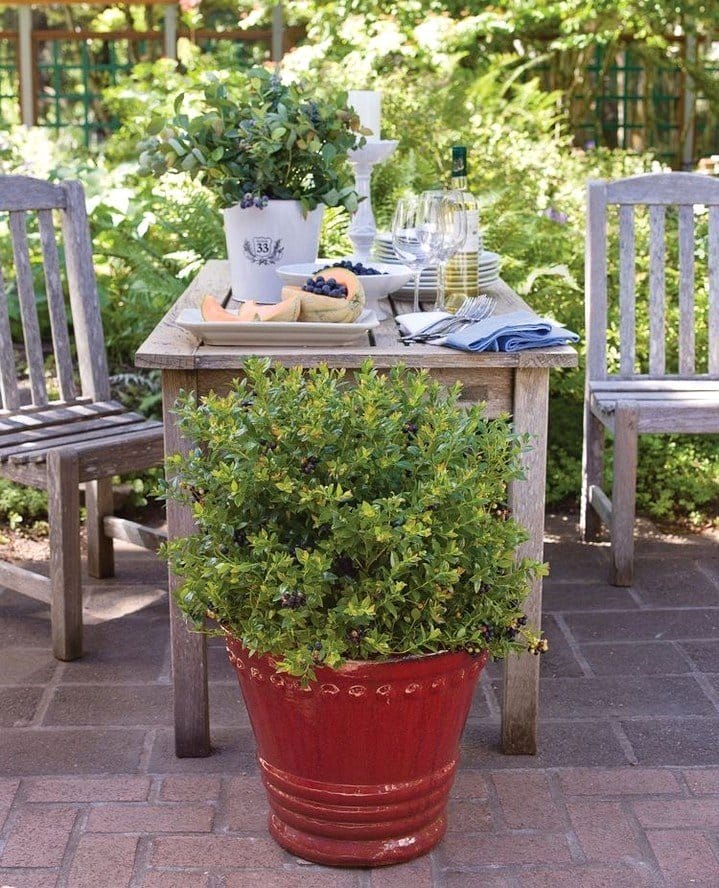 potted blueberry plant on patio