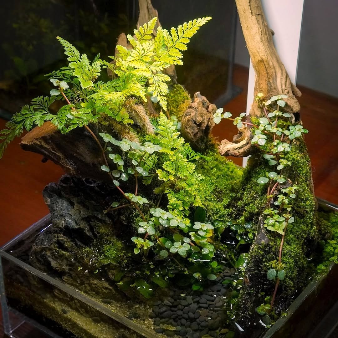 moss-covered planters on chain