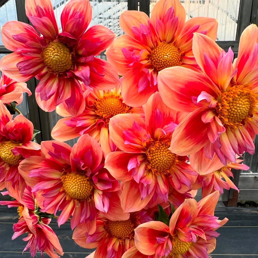 Vibrant red and orange plant arrangement