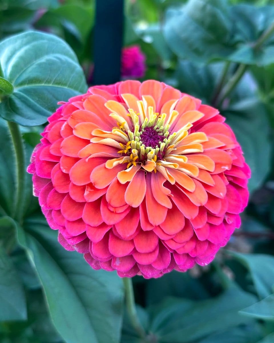 colorful zinnias bordering vegetable plot