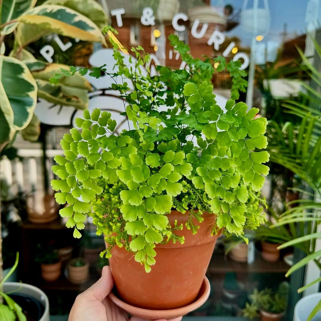 terra-cotta animal planter with moss