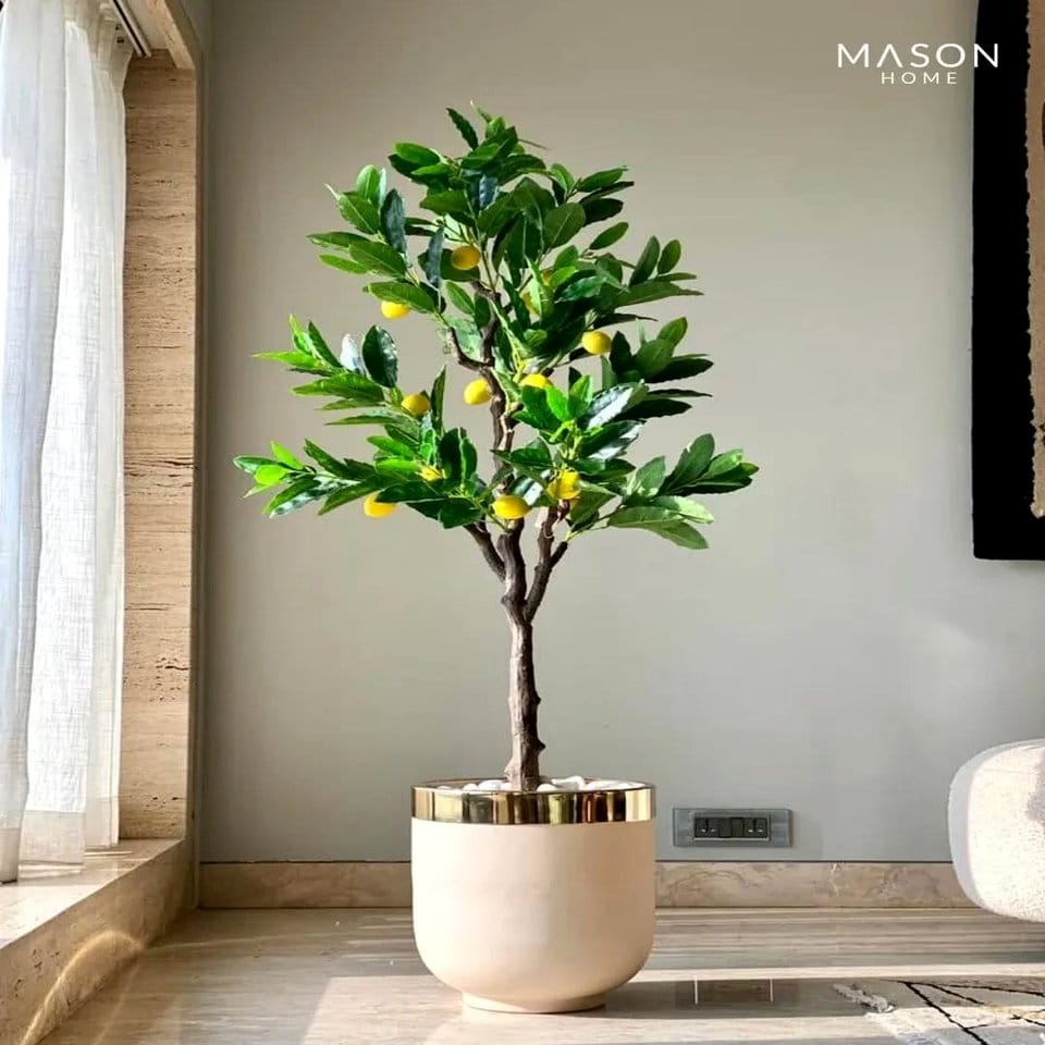 Decorative shelves with citrus plants and accents