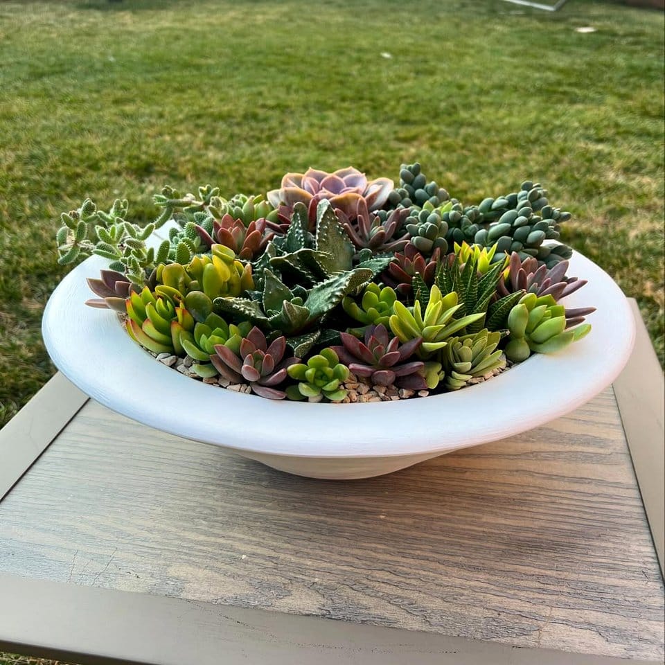 Seashell-accented garden path with succulents