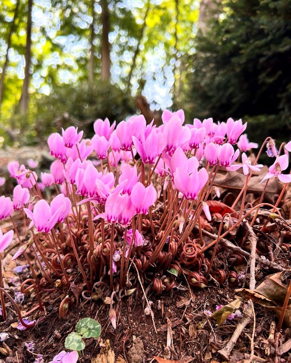 pink cyclamen flowers under tree