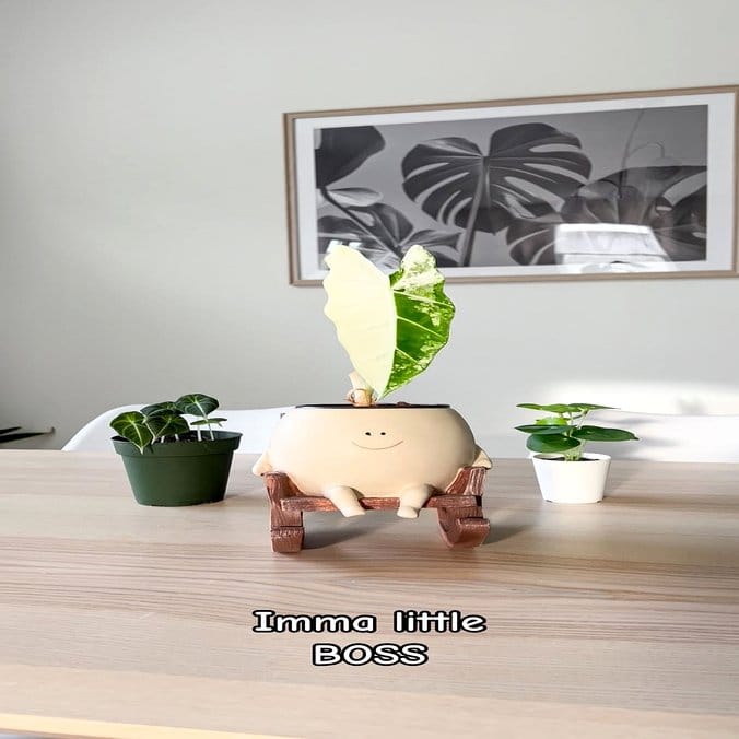 Planters with air plants and lava rocks