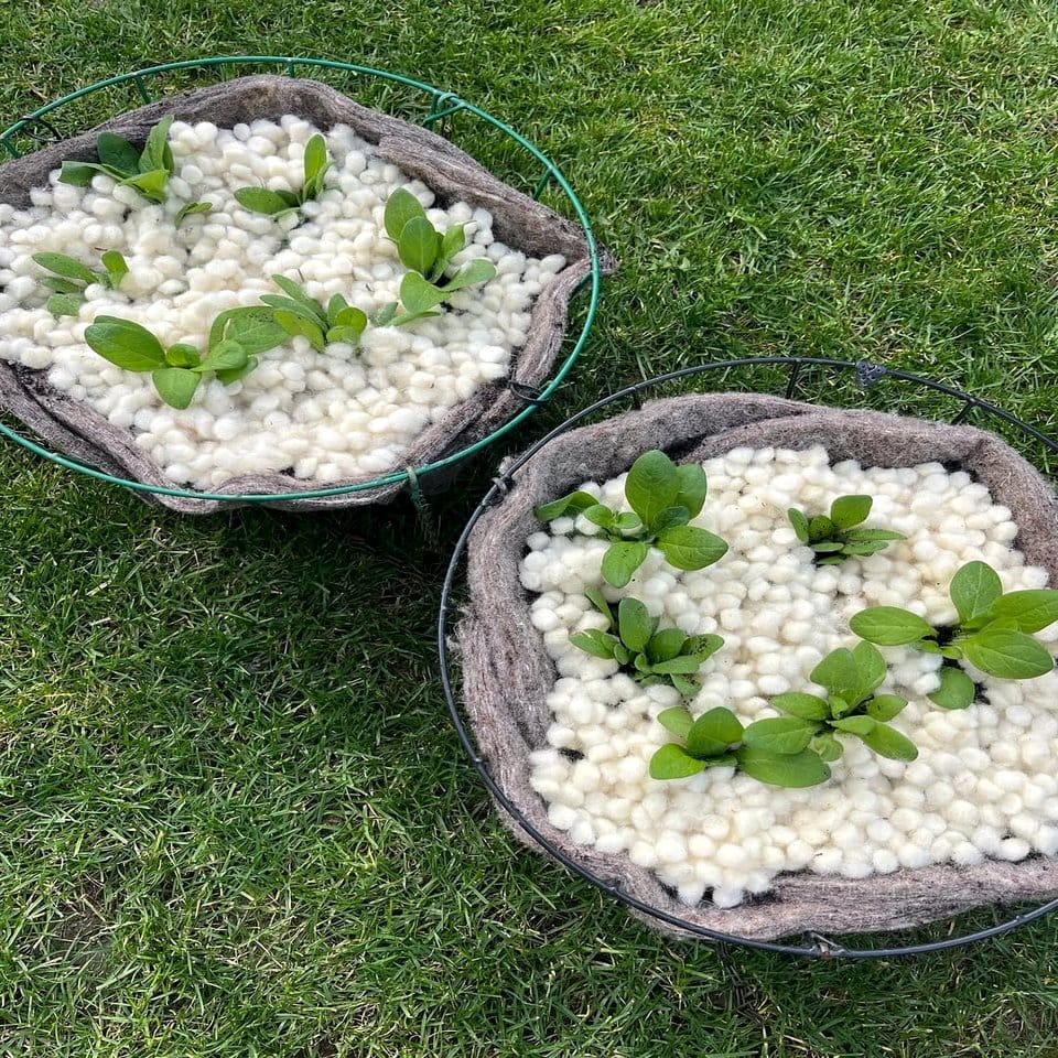 Hanging baskets with cascading citrus plants