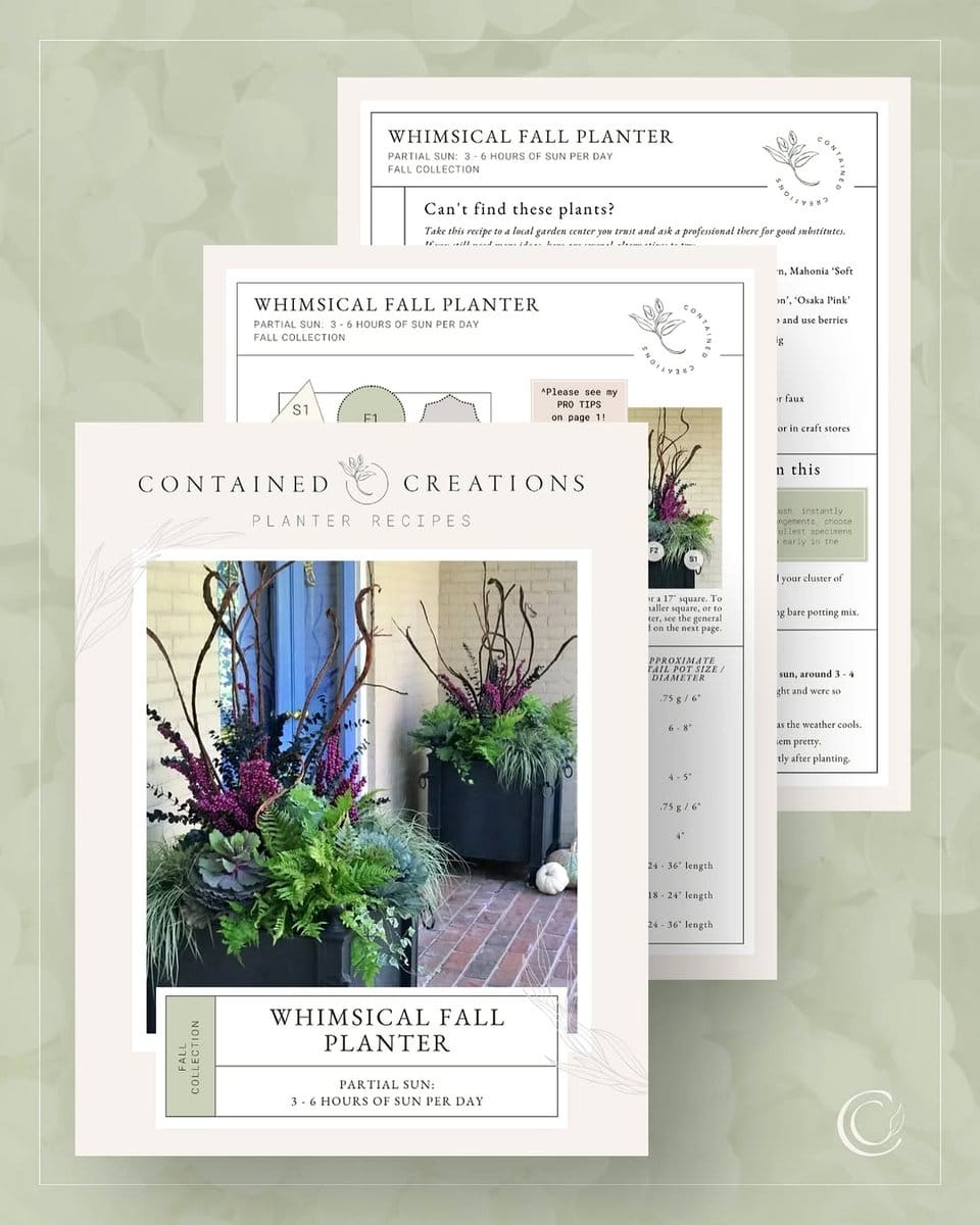 boxwood plants in rectangular planters