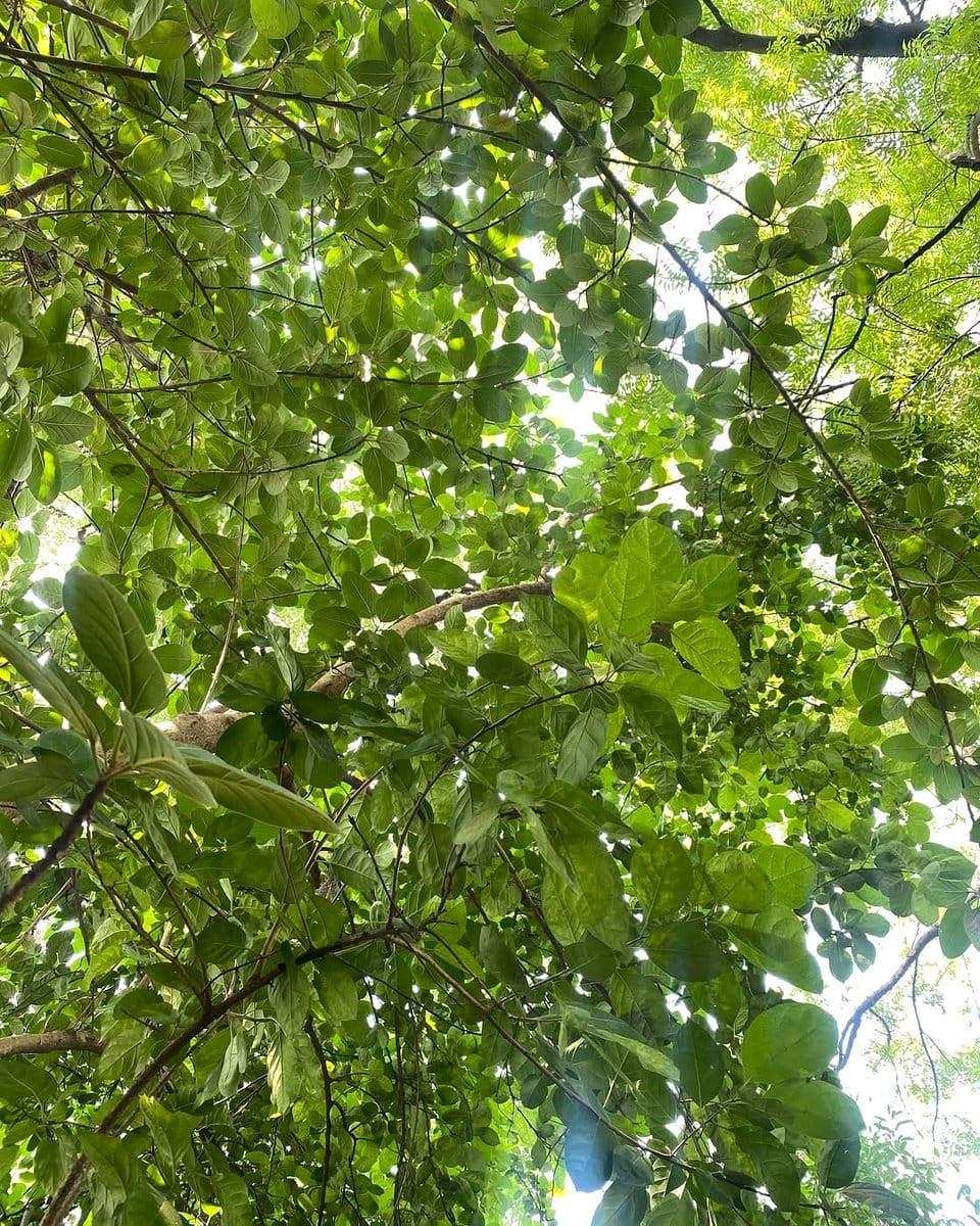 sunlight filtering through tree leaves