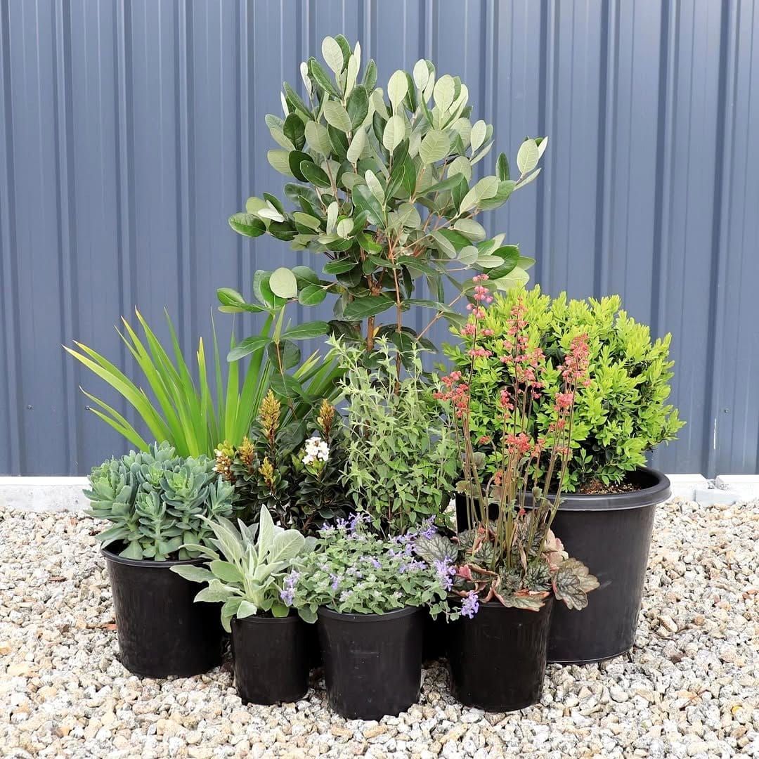 herbs with rustic stones