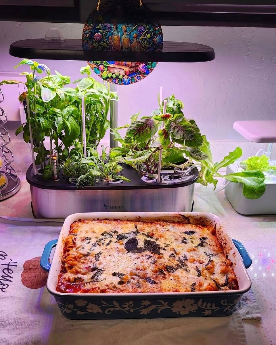 hydroponic kit with basil and cilantro
