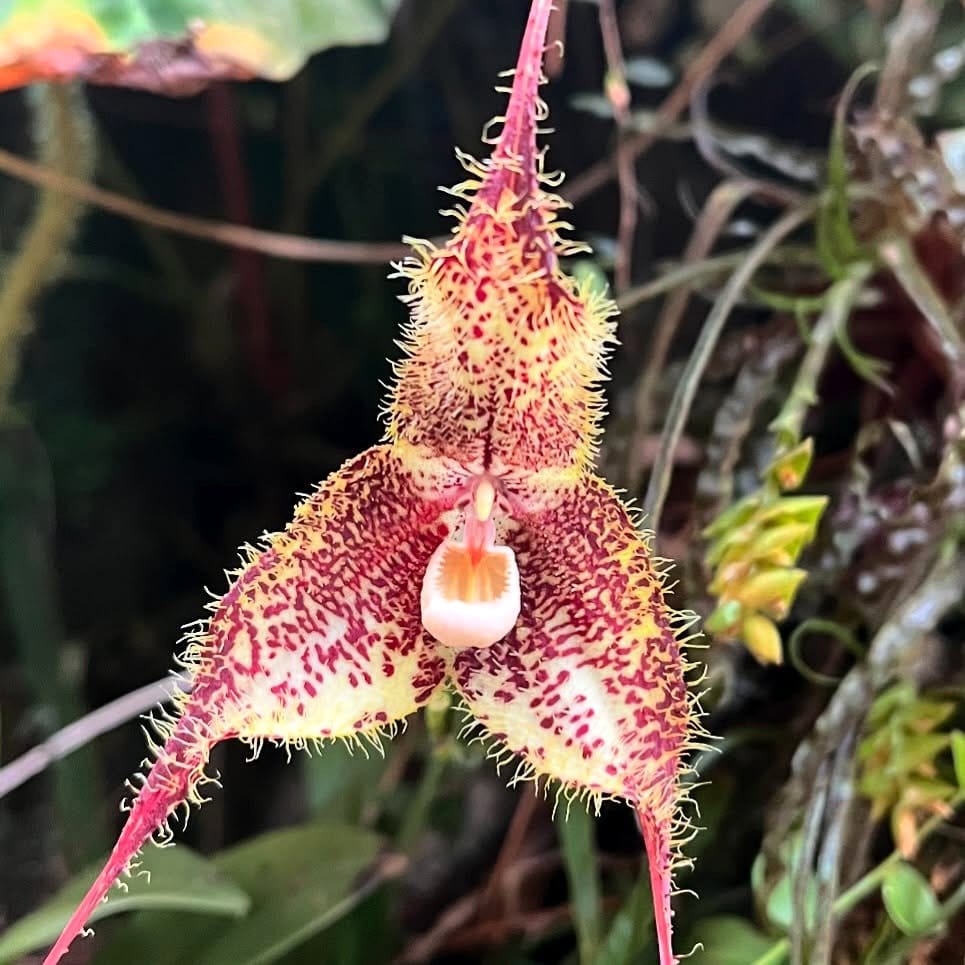 unusual Dracula Lotax bloom in terrarium