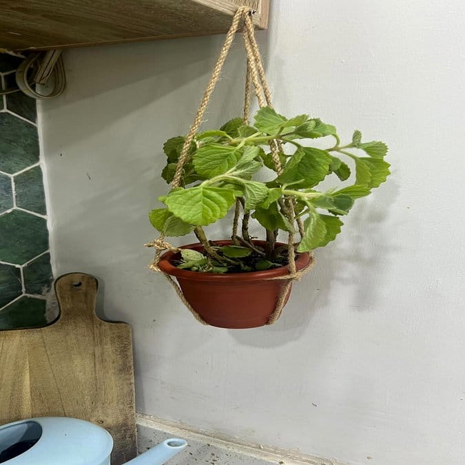 Anchor knot plant hanger with nautical theme