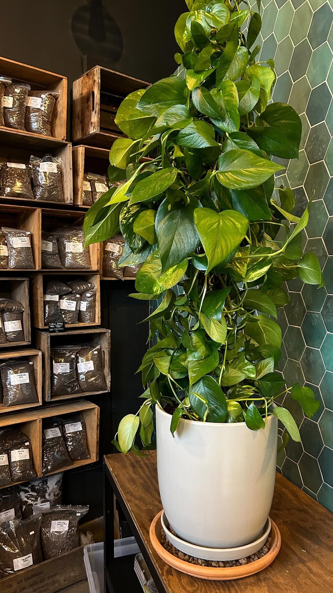 Stylish pothos on metal pipe shelves